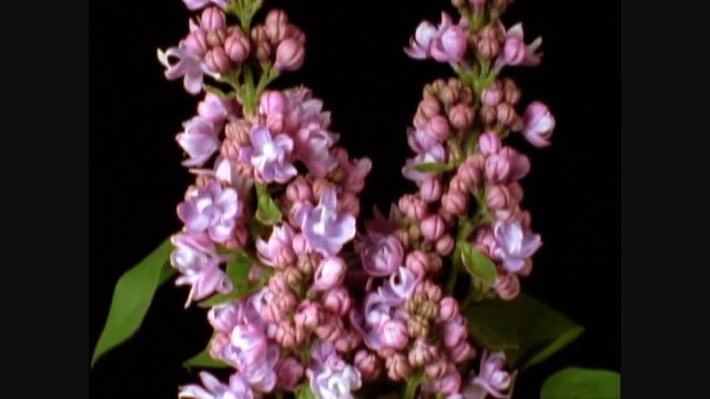 Ahmad Zahir “ Agar Bahar...zendagy.com “احمد ظاهر“ اگر بهار بیاید