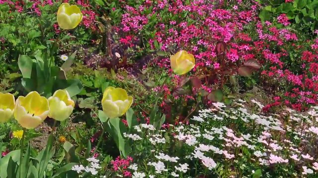 Ahmad Zahir - Agar Bahar biayad احمد ظاهر - اگر بهار بیاید