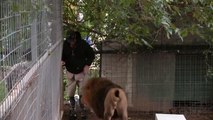 Un Homme attaqué par un lion, mais ce qui se passe après est juste magnifique