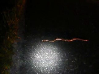 Florida Eastern Diamondback Rattlesnake
