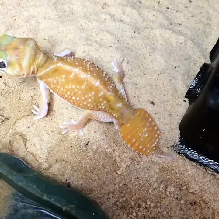 Lizard Twerk!! - CrittaCam