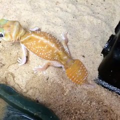 Lizard Twerk!! - CrittaCam