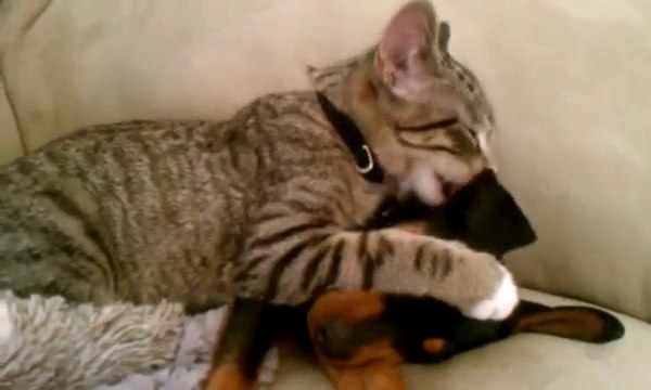 Un chat au chevet d'un chien malade