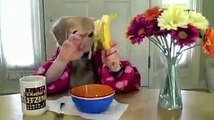 Human Dog Funny video clips and pranks, Funny Animals GAGS just for laughs!.