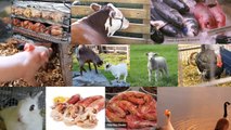 Meat-Eating Humans Consume Over 7,000 Animals In Their Lifetime