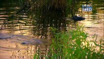 Discovery Channel Sunrise Earth-Gator Hole [Documentary] FreeHDFilms