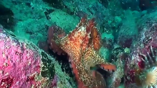 Смертельная схватка -осьминог против угорь