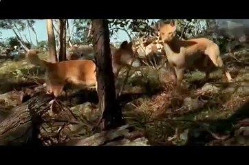 Собаки Динго охотятся на кенгуру