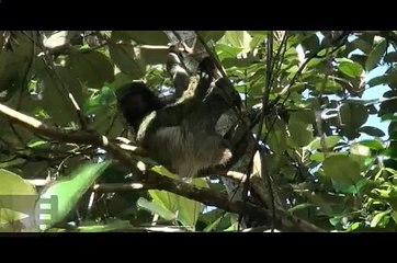 Тяжелые будни ленивцев, не правда ли?