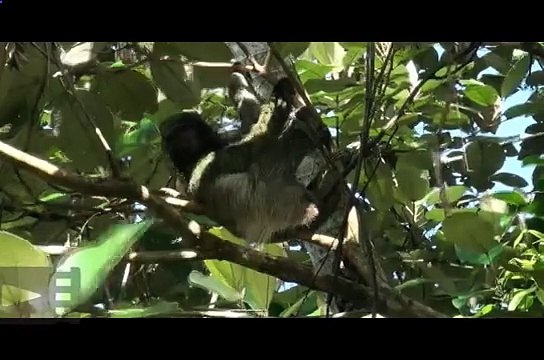 Тяжелые будни ленивцев, не правда ли?