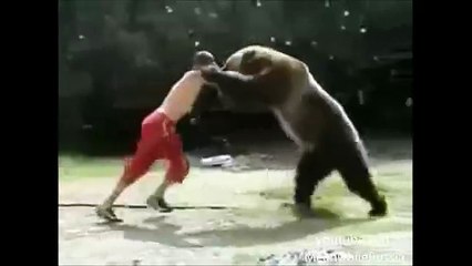 wrestling with bear這隻熊的脾氣真好