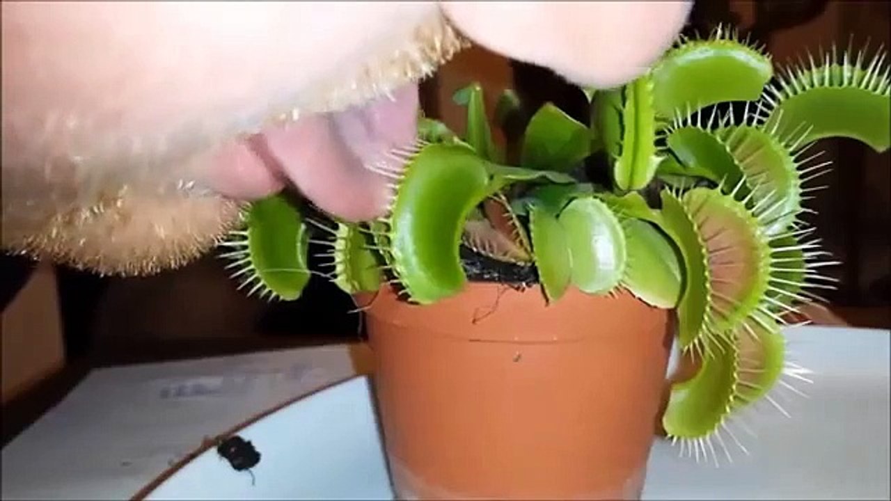 Sticking Your Tongue Into A Venus Flytrap Is A Terrible Idea