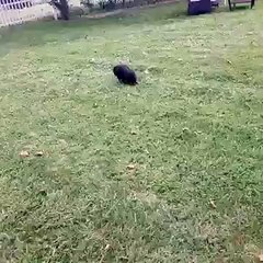 Kızı korkutan horozun saldırısı