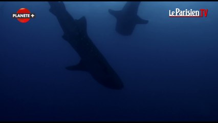 Extrait de "Lune" : le développement des espèces