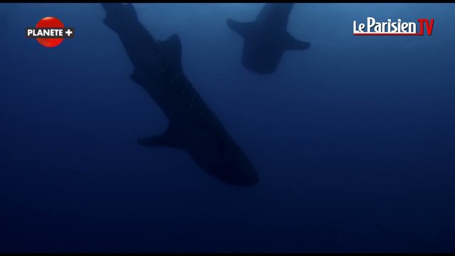 Extrait de Lune : le développement des espèces