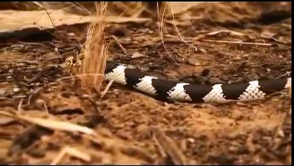 Королевская змея избегает укуса гремучей