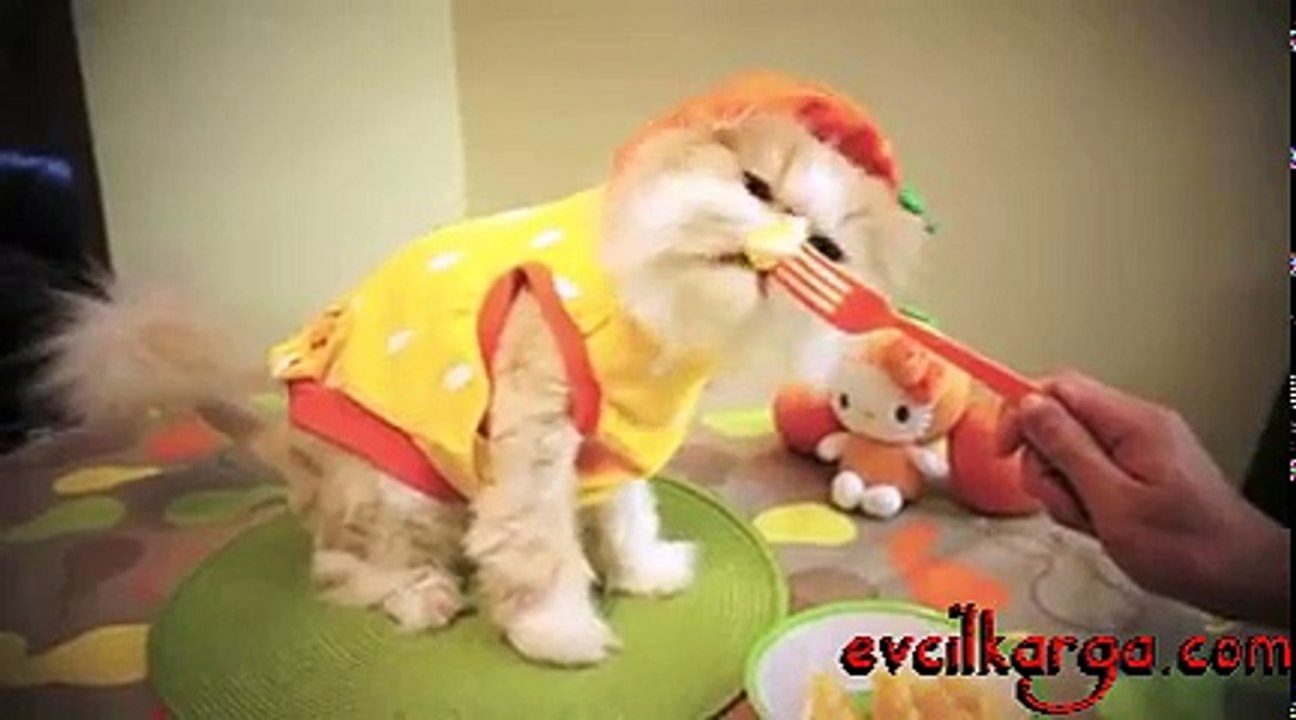 Portakal yiyen kedi, yok böyle bir tatlılık