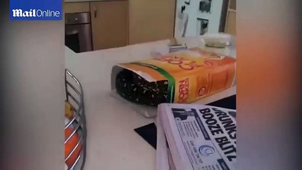 Il découvre un énorme serpent dans sa boîte de céréales