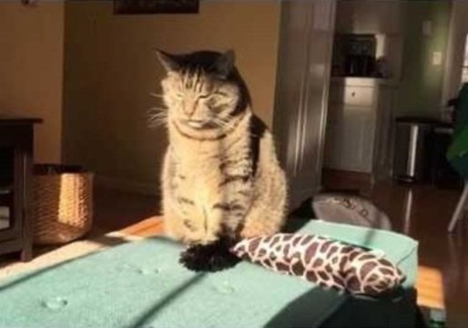 Slo-Mo Cat Desperately Tries to Stifle a Sneeze