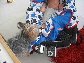 ¡Qué tierno! Perrito se asegura que bebé quede bien arropado