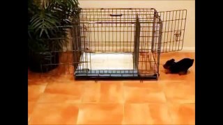 How To Potty Train A Bichon Frise Puppy - Bichon Frise House Training Tips - Bichon Frise Puppies