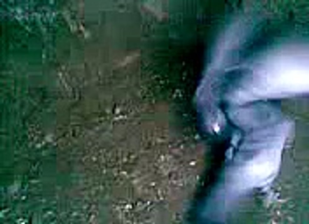 pigeon fight