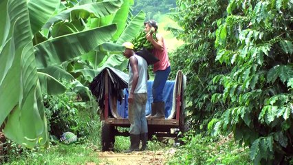 VIA RURAL PRODUÇÃO BANANA BL 02