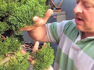 A Japanese Bonsai Masterpiece Restored.