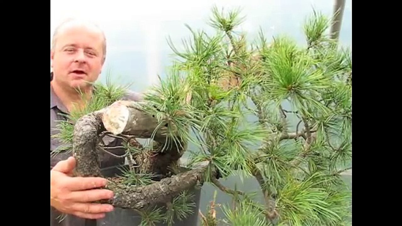 Bonsai - Uncovering the Magic within.