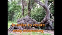 Creating Deciduous Bonsai Trees