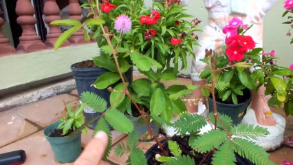 Morivivi Plant & Moringa Tree