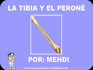 LA TIBIA Y EL PERONÉ