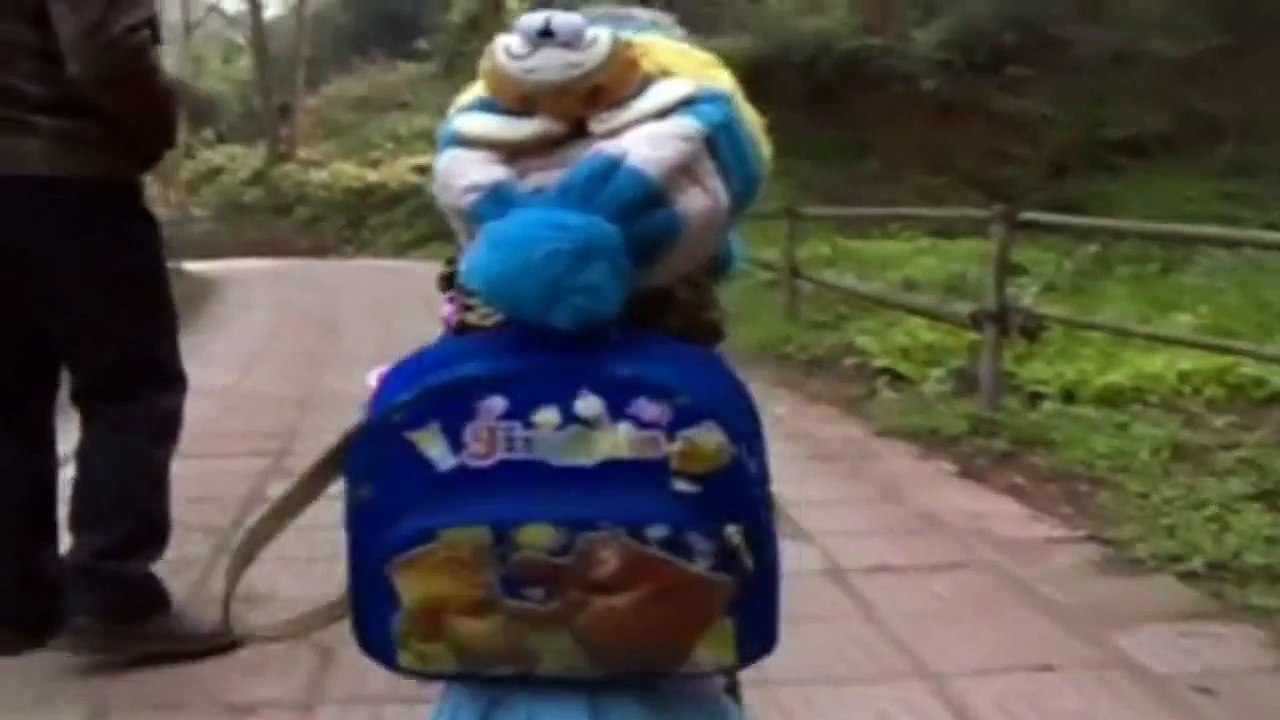 Mira al perro que camina en dos patas y lo confunden con un niño