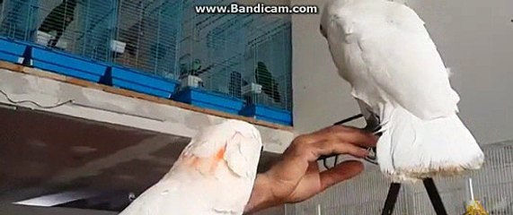 bandicam 2015-03-12 10-27-22-203