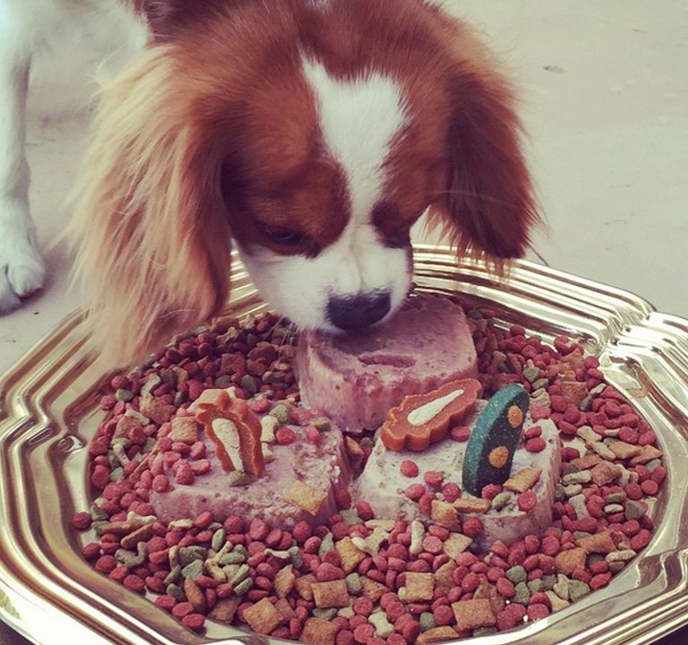 Coté López le celebró el cumpleaños su perro en apoteósica fiesta - SQP