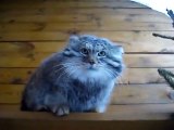 Angry Manul Growls and Roars !
