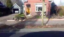 Un loup dans une village aux Pays-Bas