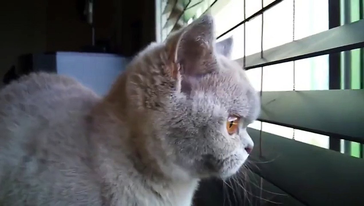 Un chat fait de drôles de bruit