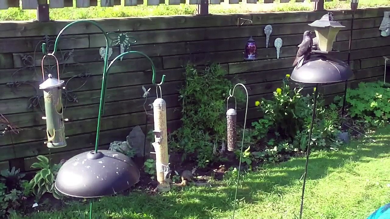 Saut impressionnant d'un écureuil  sur une mangeoire