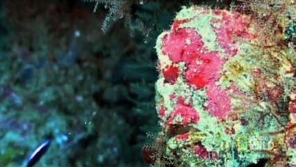 World's Weirdest - Amazing Speed-Gulp Killing