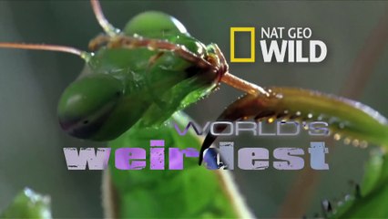 World's Weirdest - Baby Beluga Beached