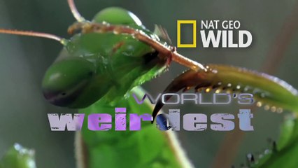 World's Weirdest - Baby Toads Born from Mom's Back