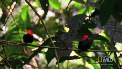 World's Weirdest - Birds _Moonwalk_ to Impress the Ladies