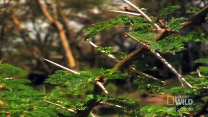 World's Weirdest - Cute Bird Impales Its Prey