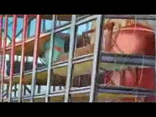 ---Español (Latino) - Pato Donald , Chip y Dale , Goofy y Pluto - más de 2 horas !_clip8