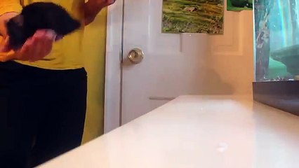 Incredible Rat Tricks