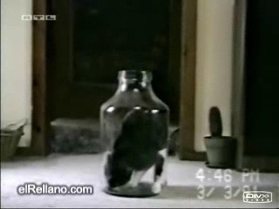 un chat rentre dans une bouteille