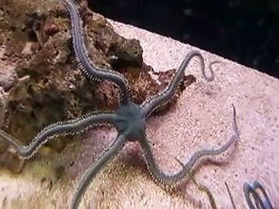 オニヒトデ （水族館、深海、ペット、海、動画、魚、生物）