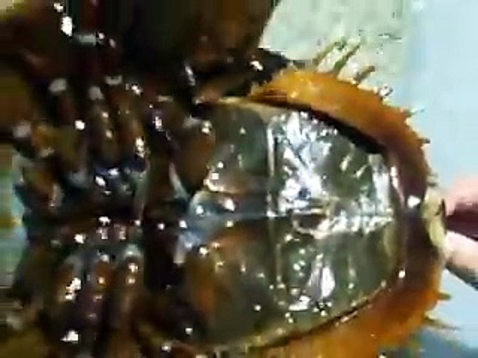 カブトガニを裏返してみる（水族館、深海、ペット、海、動画、魚、生物）