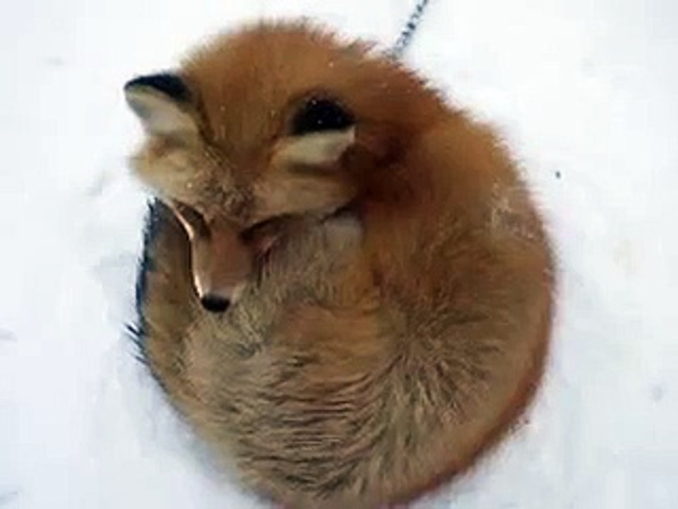 キタキツネ（動物園、ペット、動画、生物、犬、猫、動物、狐）